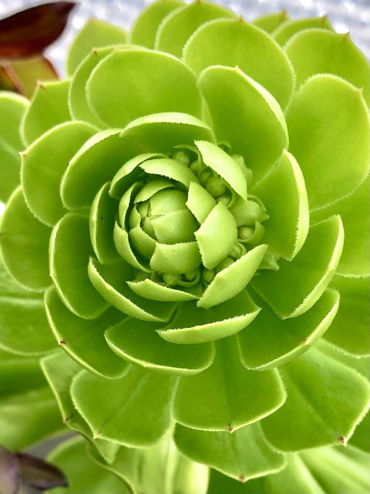 の画像 by よよよさん | カナリエンシスとカナリエンスと多肉植物と岩手県とアエオ大好き!と多肉の花と黒ニャンコ隊とアエオニウムといつもありがとうとおうち園芸と我ら植中毒隊!と美しいと元気モリモリとタニラーともりもりと可愛いとかわいいとアエオ中毒