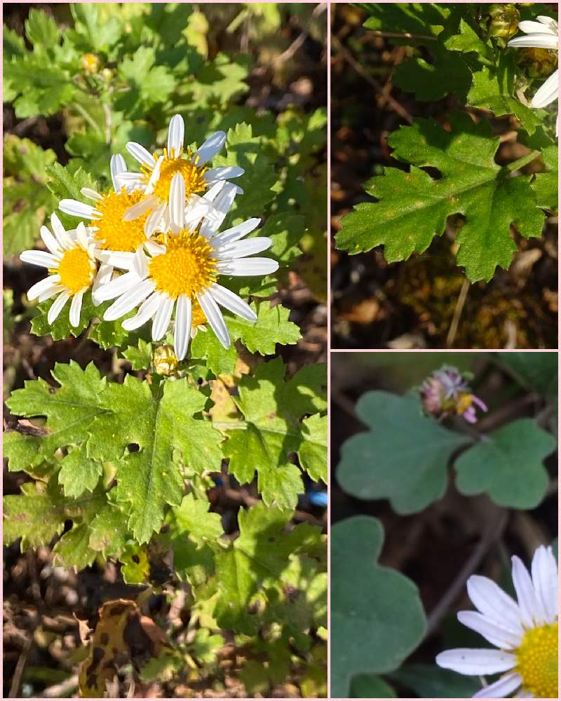 の画像 by なるさん | ノジギクと東京大学大学院 理学系研究科附属植物園日光分園と日光植物園と山野草と野に咲く花が好きと優しさと白い花