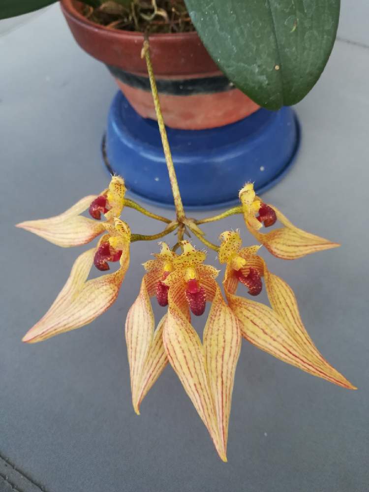 玄関の画像 by 阿南田零さん | 玄関とBulbophyllum annandaleiとバルボフィラム アナンダレイと着生植物と変な花と洋蘭と着生ランとラン科とorchidとマメヅタラン属とおうち園芸と黄色い花と洋蘭広め隊とCirrhopetalumとオーキッドと洋ランとらんとガーデニングと花のある暮らしと洋蘭原種とBulbophyllum属とバルボフィラム属と洋らん