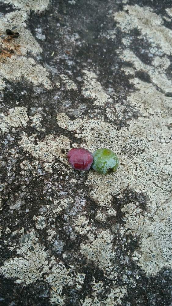 お出かけ先の画像 by 福岡ひろさん | お出かけ先と季節感ある植物達と身近な植物達と秋から冬の植物達