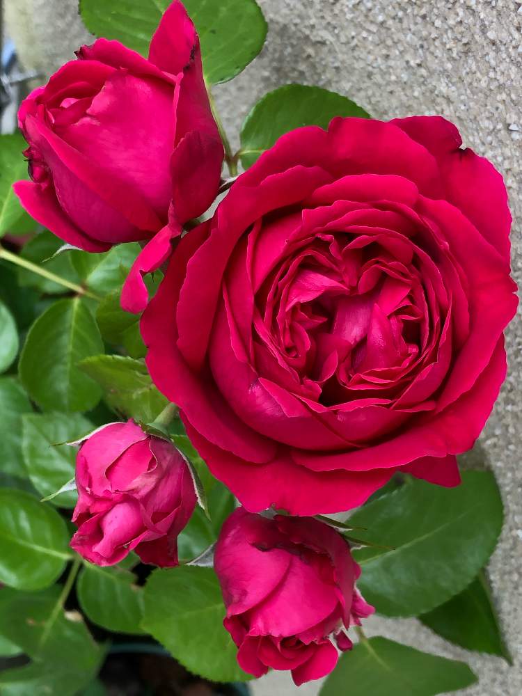 小さな庭の画像 by メグさん | 小さな庭とばら バラ 薔薇と薔薇愛同盟といつもありがとう♡とルージュ ピエール ドゥ ロンサールと癒しと薔薇のある暮らし♡とおうち園芸と頑張ってと綺麗と森のがっこうと小さな幸せ♡と可愛いとGSでバラ園と花のある暮らしとお花のある生活と薔薇♪