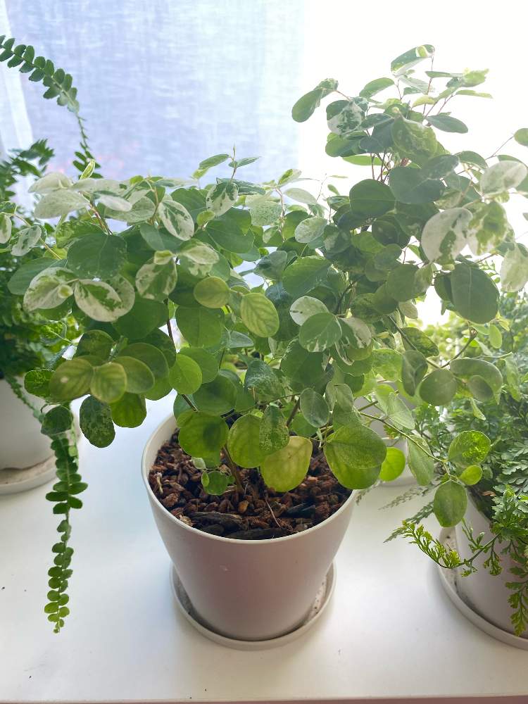 の画像 by nicoさん | 洋種コバンノキ・パウダースノーと観葉植物と成長記録