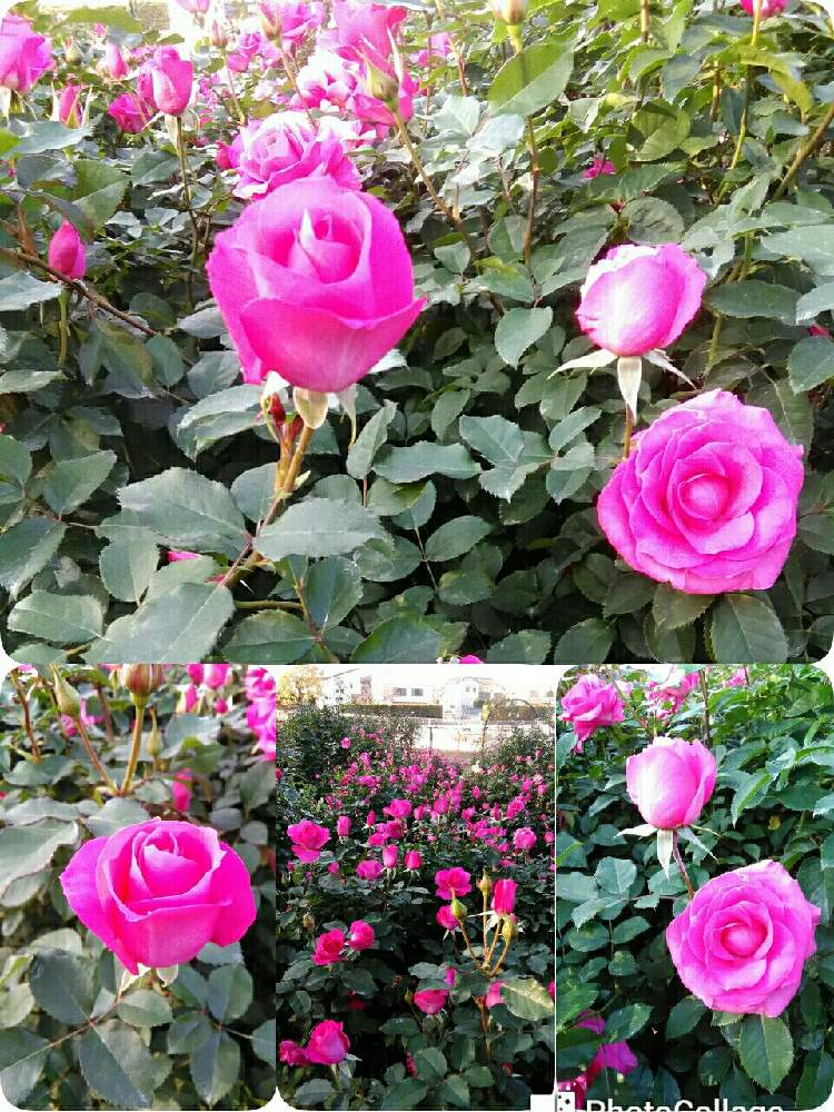お出かけ先の画像 by あんぜんさん | お出かけ先とバラ・ウララとバラを楽しむとばら バラ 薔薇とばら 薔薇 バラと北九州市立総合農事センター