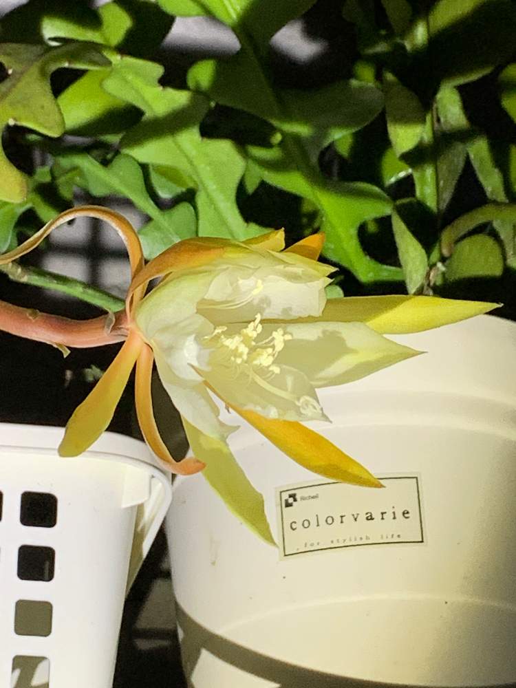 バルコニー/ベランダの画像 by lovely rose***さん | バルコニー/ベランダと多肉植物とフィッシュボーンと フィッシュボーンカクタスと多肉ちゃんと愉快な仲間たちと多肉のある暮らしと紅葉多肉と多肉生活とフィッシュボーンカクタスの花と上品な香りとジグザグカクタス好き