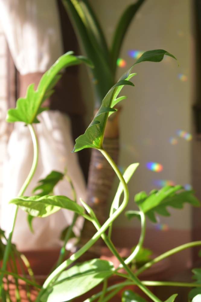 窓辺の画像 by ROSSOさん | 窓辺とクワズイモとクッカバラと福岡と観葉植物と窓辺の植物たちと美容室とおうち園芸とにじと西陽とジャングル化計画とサンキャッチャー✨とクッカバラ✴︎