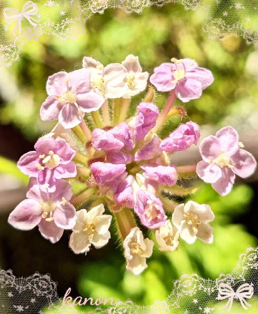 玄関の画像 by 花音さん | 玄関とピンクレースフラワーとおうち園芸とコロナに負けないとぼちぼちと…と癒されると花のある暮らしとかわいいと北海道と小花好きと小さな幸せと繋がりに感謝✨とピンク好き