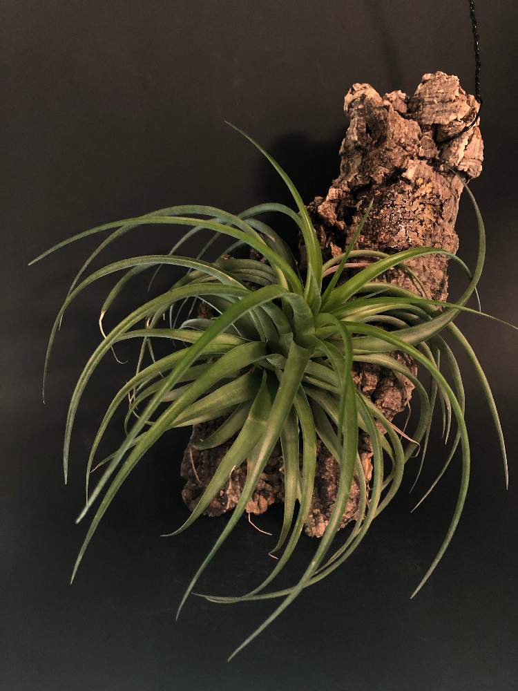 窓辺の画像 by hittyyさん | 窓辺とエアー プランツと植物のある暮らしと緑のある暮らしとチランジア属とコルク着生と緑大好き❤とエアープランツ/チランジアとエアープランツ ブラキカウロス