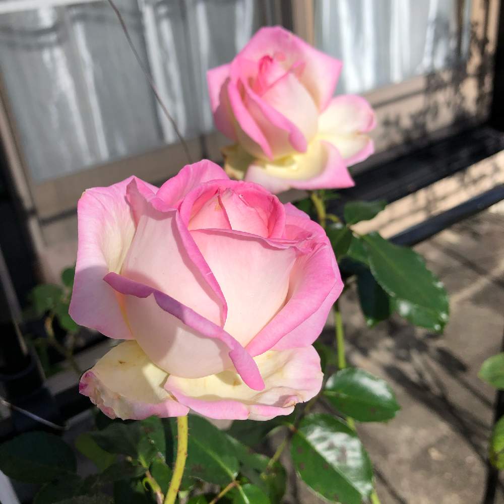 小さな庭の画像 by ぷるんさん | 小さな庭とプリンセスドゥモナコとばら バラ 薔薇とグラデーションとお庭のお花とナチュラルガーデンとおうち園芸と薔薇が好き❤と庭のある暮らしと綺麗な色♡と花のある暮らし