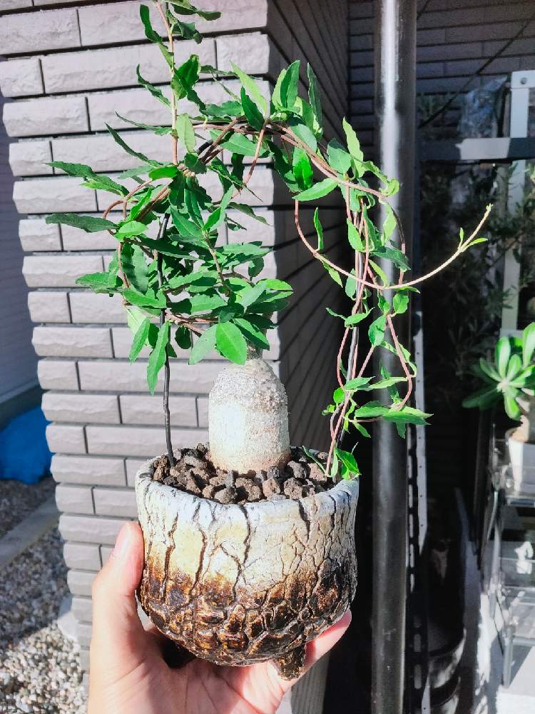 エクステリアの画像 by アガベさん | エクステリアと塊根とおうち園芸と塊根植物とユーフォルビア属。と珍奇植物とフォッケア属と火星人 フォッケア