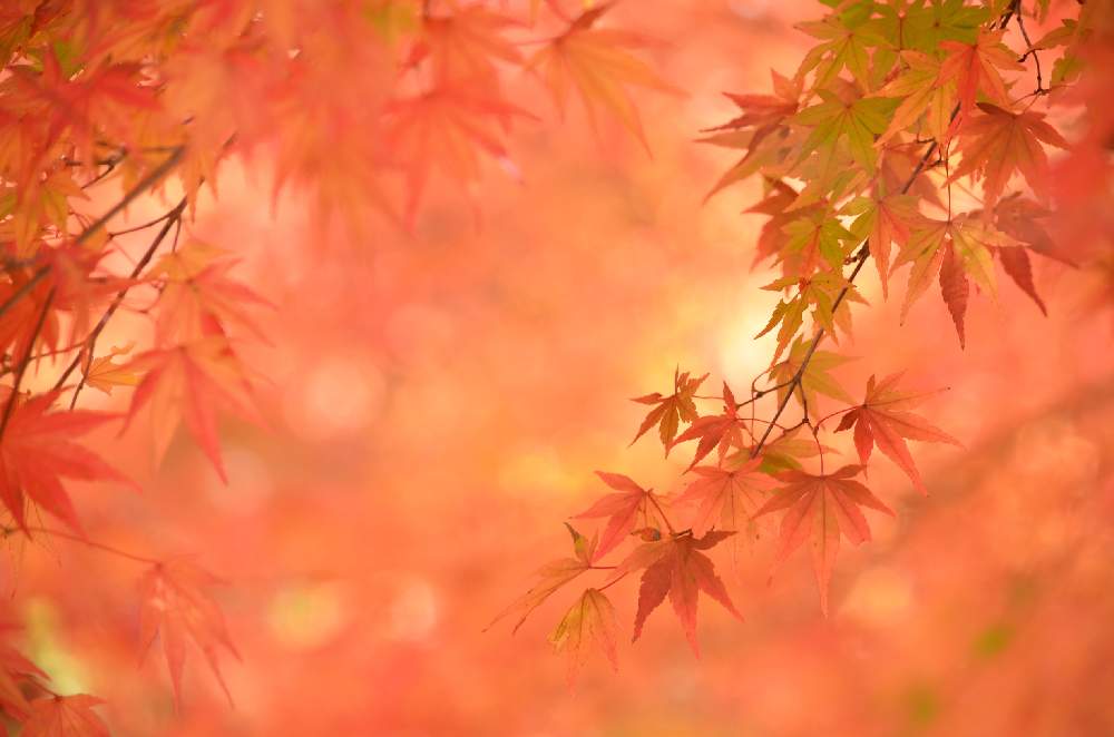 お出かけ先の画像 by 嶌縞(シマシマ)さん | お出かけ先と紅葉と紅葉(こうよう)と一眼レフと紅葉フォトコン2020と紅葉巡り
