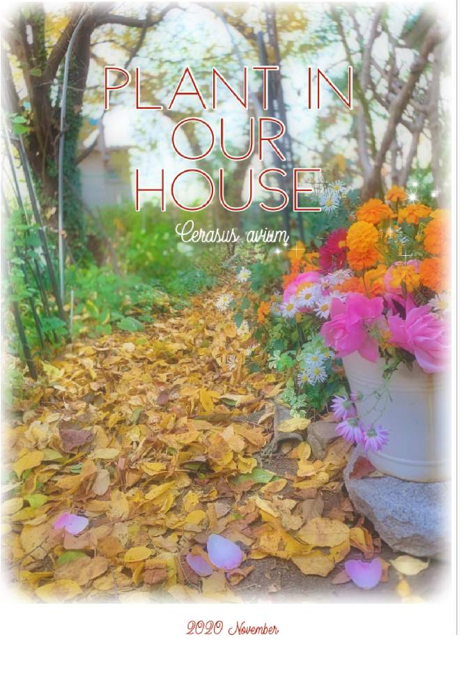 の画像 by kane flowerさん | キクとサクランボとサクランボとバラと高砂とおうち園芸と私畑と中ぐらいの庭と埼玉県と無農薬 無化学肥料栽培と授粉木