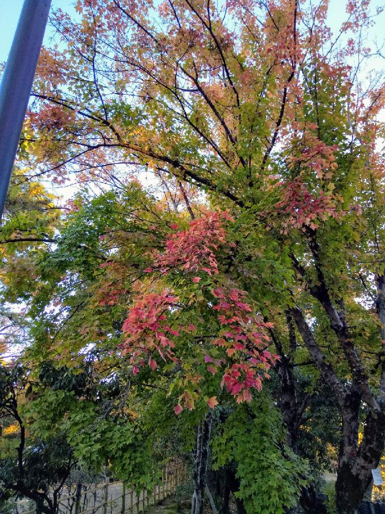 お出かけ先の画像 by じゅんさん | お出かけ先と伊丹市緑が丘公園とコロナに負けるな!といやし♡と医療関係者に感謝‼️と紅葉♡と自然の美と㊗️ミンちゃん1400picと頑張ろう日本❣️