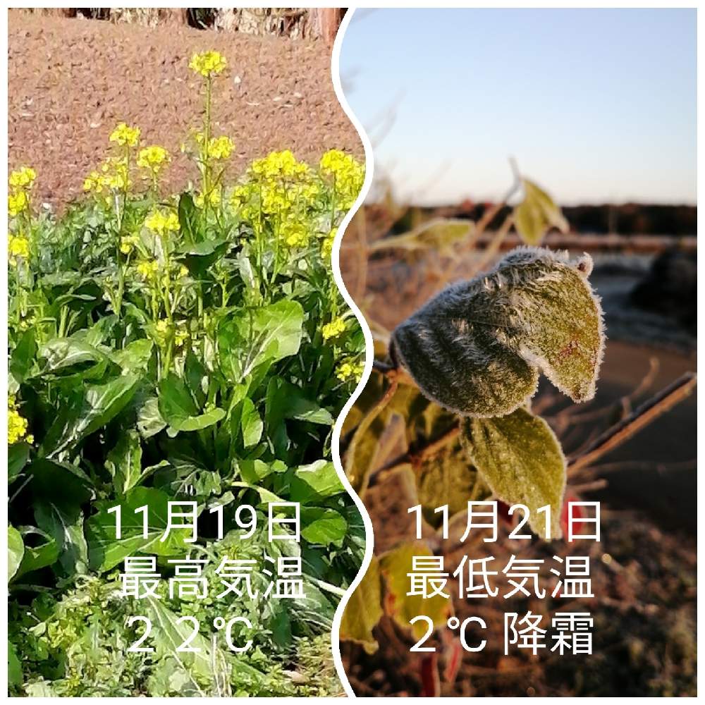 畑の画像 by 風の駅さん | 畑とアブラナとおうちde菜園と農村風景(福島県)と降霜