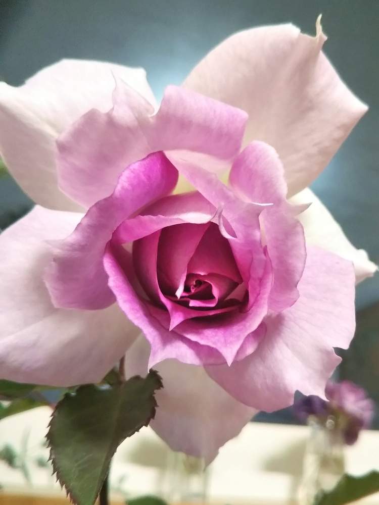 部屋の画像 by 猫の名はさん | 部屋とシェエラザードとバラ初心者とばら バラ 薔薇とおうち園芸とむふふっ❤️とあゞ 田舎暮らしとオホーツクと花のある暮らしと寒冷地と自然の力