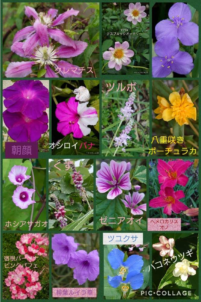 の画像 by トリトンさん | キュンキュン乙女倶楽部と医療・介護の皆様に感謝とありがとう♡といやされる♡とありがとう♡嵐♡とI♡Kanagawaとピンク❤︎ピンクと幸せの黄色いお花とキュンキュン乙女倶楽部No.183と黄色いお花大好き協会とかわいいと青い花マニアと白い花とチーム・ブルーと☆GS散歩☆横浜☆とチーム・ブルーNo.009と令和ランデブー