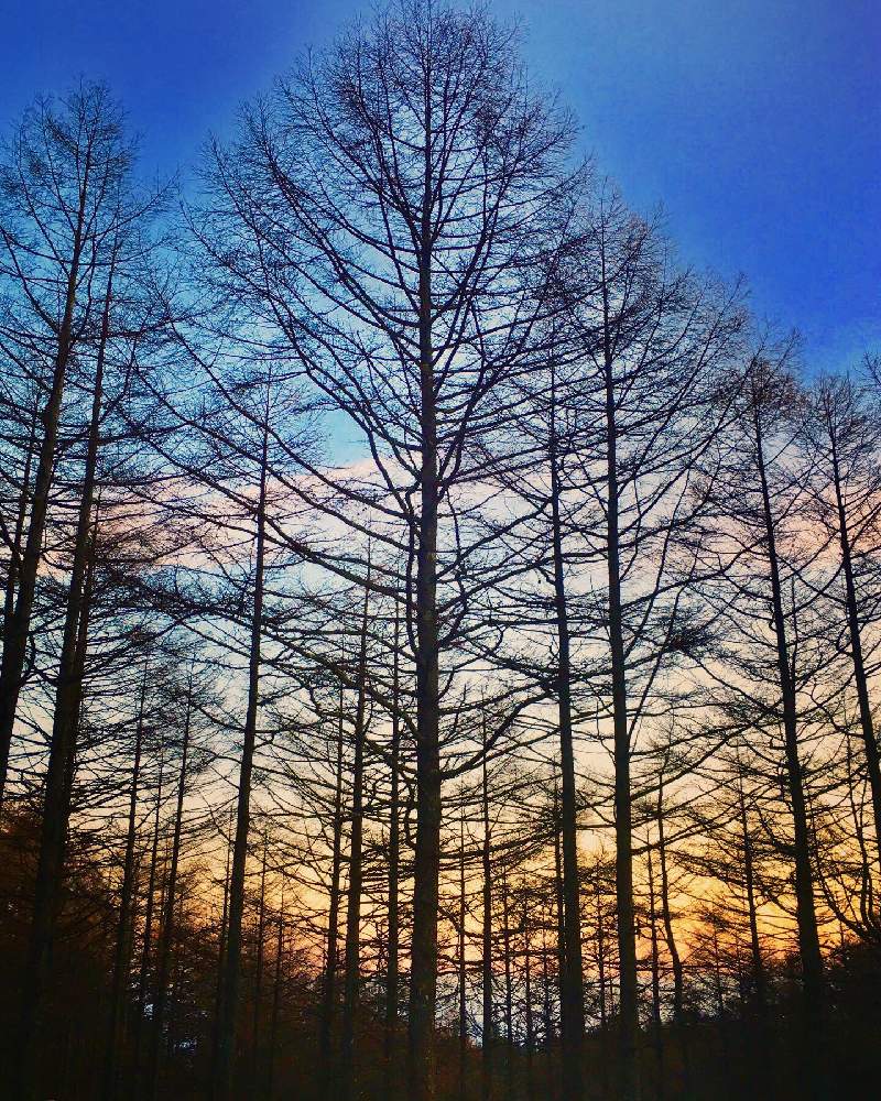 お出かけ先の画像 by 日曜大工さん | お出かけ先と夕暮れと里山大好き協会と妄想倶楽部と山の中の景色と1,000万枚突破とビオラ苗ケース希望
