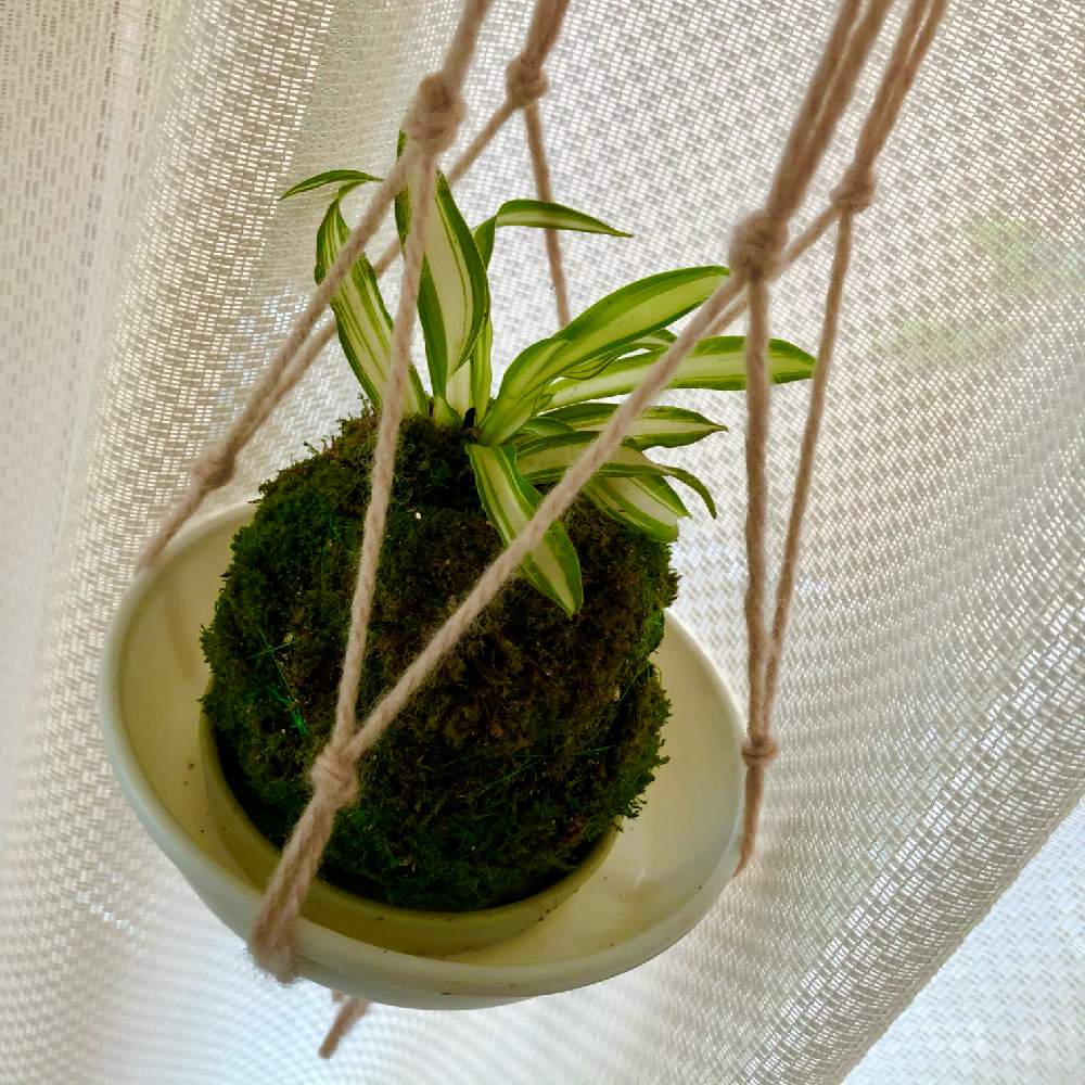 部屋の画像 by けぇさん | 部屋と手作りプラントハンガーとオリヅルラン❇︎と初めての苔玉と苔玉とオリヅルランの子株と見よう見まね