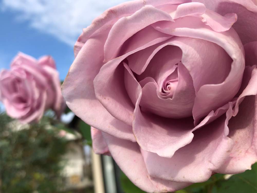 小さな庭の画像 by メグさん | 小さな庭とばら バラ 薔薇と薔薇愛同盟といつもありがとう♡と癒しと薔薇のある暮らし♡とおうち園芸と頑張ってとブルームーン♡と綺麗と森のがっこうと小さな幸せ♡といい香りと可愛いとGSでバラ園と花のある暮らしとお花のある生活と薔薇♪