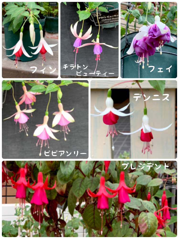 お出かけ先の画像 by 茶々のお庭さん | お出かけ先とフクシアとHTCと札幌百合が原公園大温室とキュンキュン乙女倶楽部とキュンキュン乙女倶楽部No.285と寄り添ってとチーム・ブルーNo.014と【こまち多肉部】とゆるキャラ倶楽部と令和ランデブー