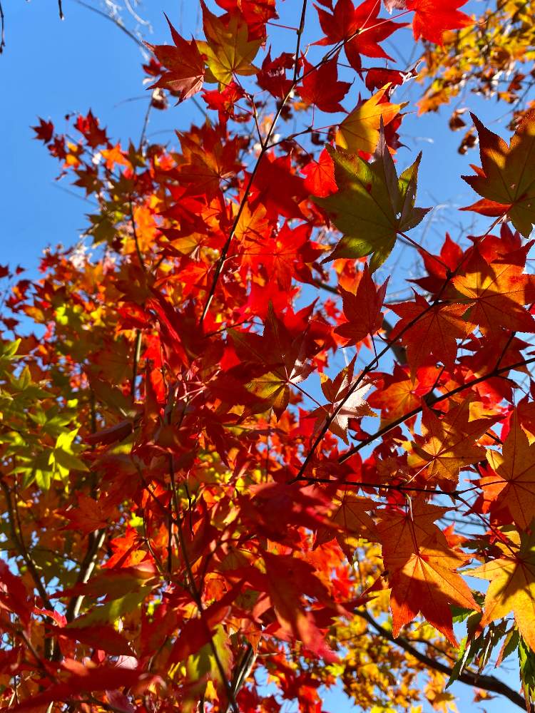 お出かけ先の画像 by さいたまさん | お出かけ先ともみじの紅葉と葉っぱの魅力☘️と紅葉フォトコン2020