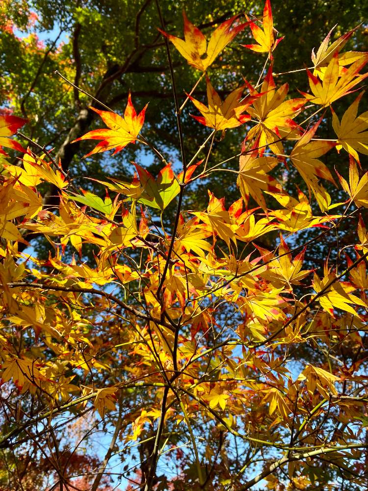 お出かけ先の画像 by さいたまさん | お出かけ先ともみじの紅葉と休日の過ごし方と葉っぱの魅力☘️