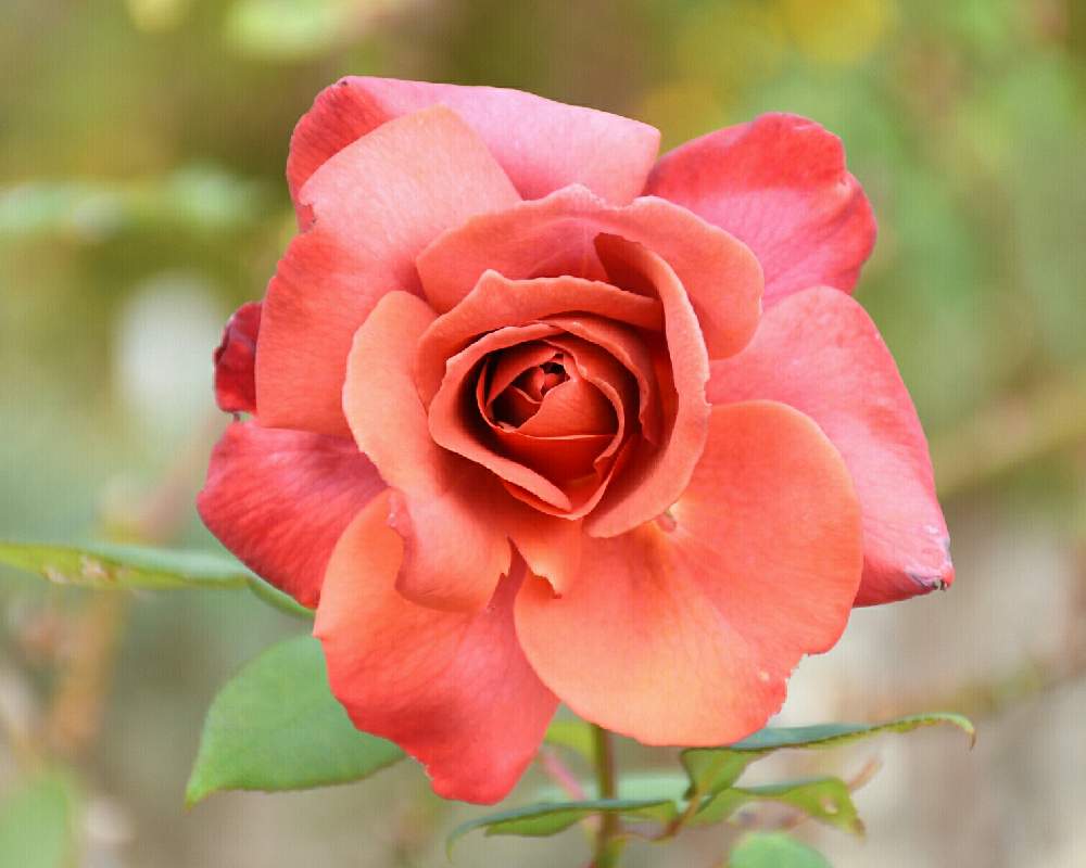の画像 by naokichiさん | ばら バラ 薔薇と薔薇愛同盟と花のある暮らしと薔薇♪とバラ・ミニバラ