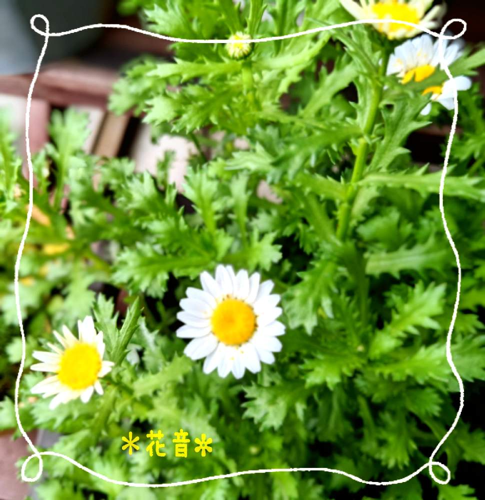 玄関の画像 by 花音さん | 玄関とノースポールとおうち園芸とコロナに負けないとぼちぼちと…と癒されると鉢植えと花のある暮らしとかわいいと北海道と小さな幸せと繋がりに感謝✨