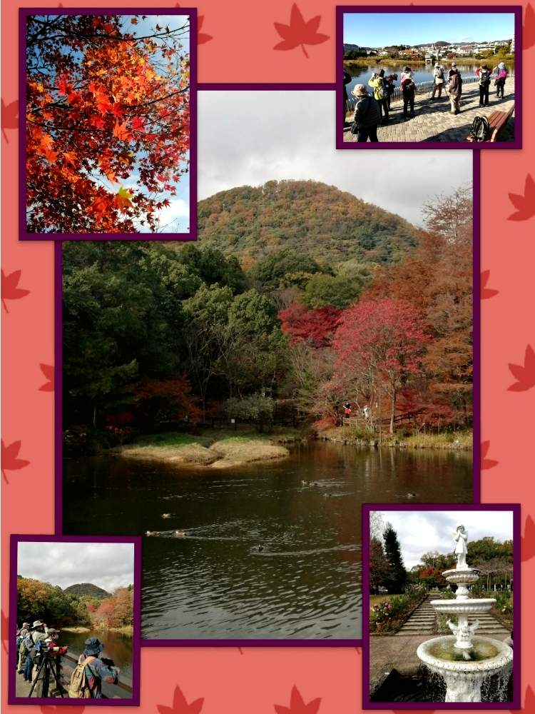 の画像 by ✨花鳥風月堂✨さん | 兵庫県と野鳥観察とイベントと燃ゆる秋とハイキングと植物園と紅葉(こうよう)と甲山森林公園と里山と西宮市とあきと森林浴