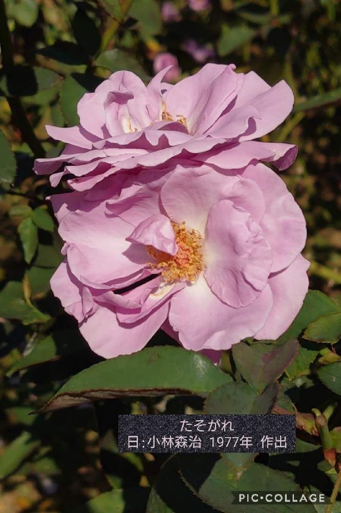 の画像 by トリトンさん | 薔薇と薔薇 たそがれとキュンキュン乙女倶楽部と医療・介護の皆様に感謝とありがとう♡といやされる♡とありがとう♡嵐♡と青薔薇マニアとI♡Kanagawaとおうち園芸とキュンキュン乙女倶楽部No.183とかわいいと青い花マニアとチーム・ブルーとチーム・ブルーNo.009と令和ランデブー