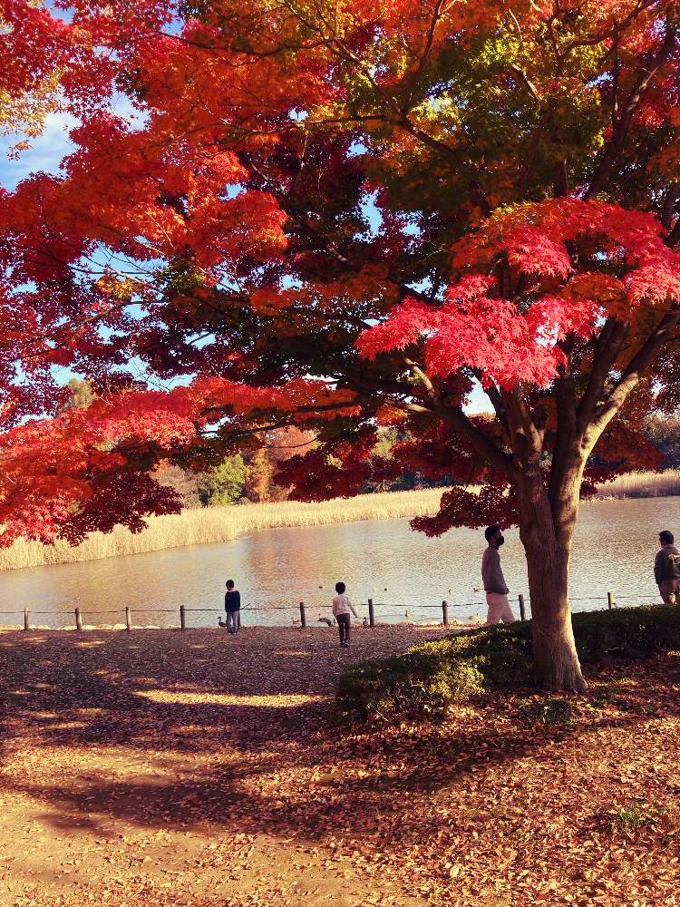 お出かけ先の画像 by るぅさん | お出かけ先と紅葉フォトコン2020とグリーン!グリーン!グリーン!と公園と紅葉(こうよう)ともみじ紅葉