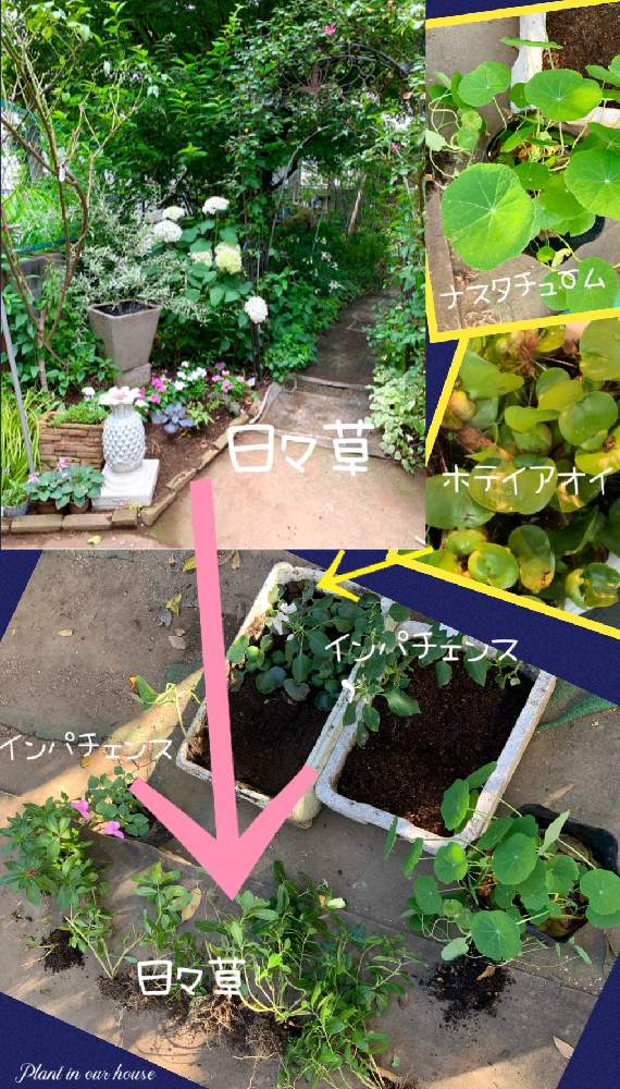 の画像 by kane flowerさん | ニチニチソウとインパチェンスとホテイアオイとナスタチュームと斑入り大好きと家庭菜園とおうち園芸と中ぐらいの庭と埼玉県