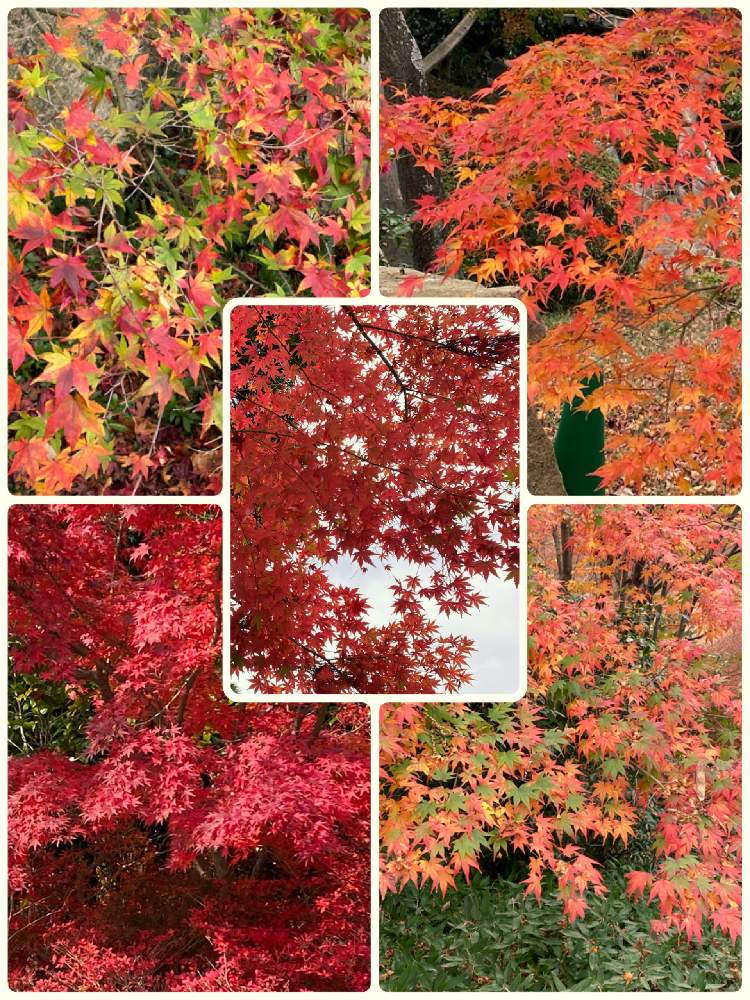 お出かけ先の画像 by SKYママさん | お出かけ先と池泉回遊式庭園と紅葉(こうよう)と秋の風景と日常に感謝ともみじ紅葉