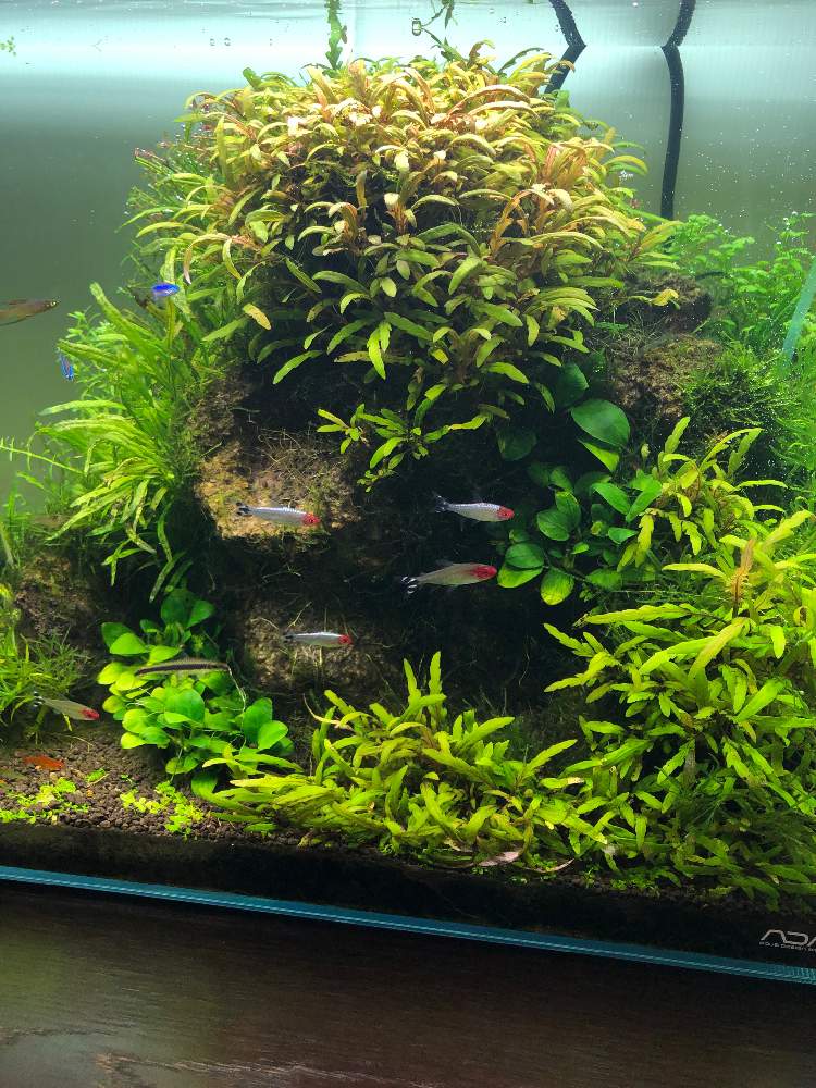 部屋の画像 by hittyyさん | 部屋と植物のある暮らしと水草水槽とみずさしと癒しとネイチャーアクアリウムと水槽と緑のある暮らしと水のある風景と癒し空間とアクアリウムと緑大好き❤