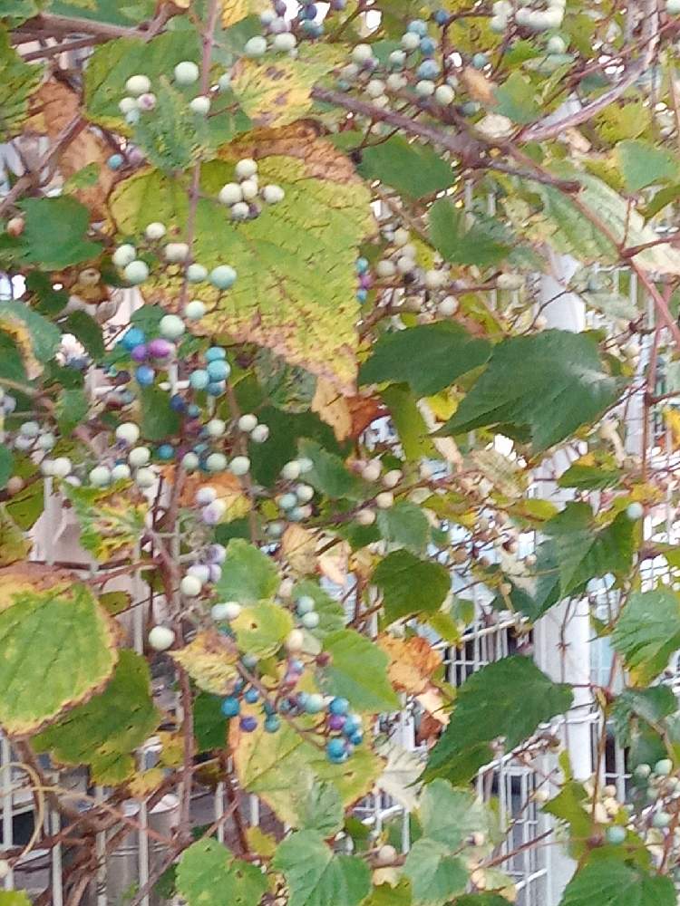お出かけ先の画像 by レンままさん | お出かけ先と可愛い花とブルーの花好きと花好き倶楽部