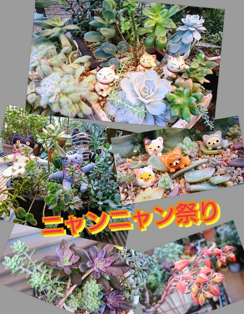 バルコニー/ベランダの画像 by のりっぺさん | バルコニー/ベランダとオパールとアナカンプセロス 桜吹雪とエケベリア リラシナとエケベリア 青い渚とオパールの蕾とニャンニャン祭りと里親メンバーと素敵便♥️と今を乗切るぞ!ともぅ…秋ですゎ♥️と招き猫♥️とまつぴよさんソクニャン&ソクロウチャン❤️とK.Kさん's 多肉ちゃんたち♥️と花芽ちゃん♥️と多肉ちゃん初心者と楽しい園芸o(^o^)oとバルコニスト