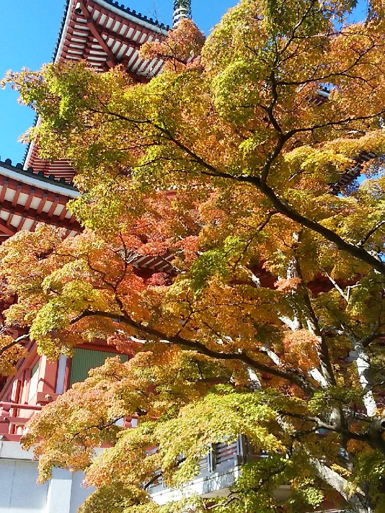 お出かけ先の画像 by Be happy !さん | お出かけ先とbe happy❤️と紅葉(こうよう)と秋を彩ると色がいい✨と成田山新勝寺と心が安らぐと幸せな休日とスプレーキクとキレイな色❣️と心が和みます。と癒し…♡