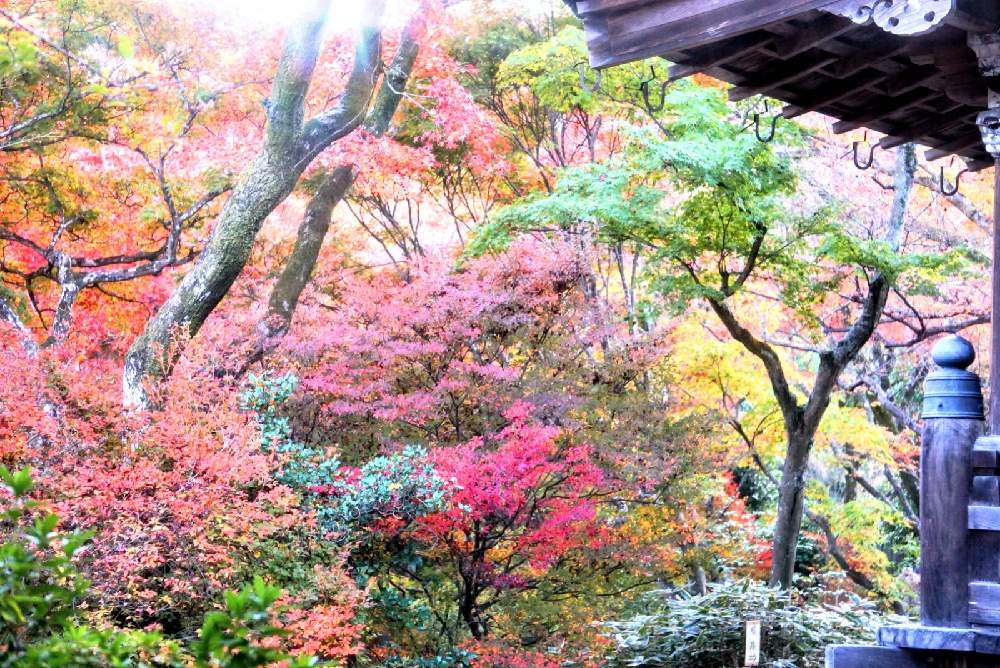 お出かけ先の画像 by 野ニンさん | お出かけ先と紅葉フォトコン2020とGS映えとGreenSnapmarcheと花のある暮らしとGREEN UP!