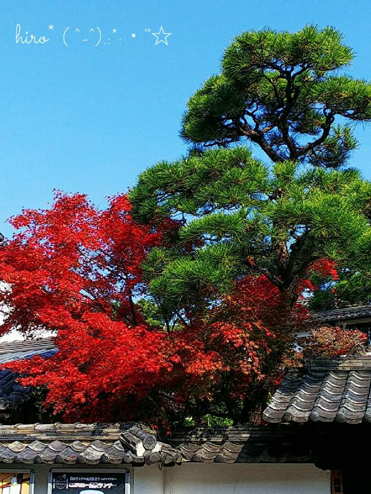 お出かけ先の画像 by hiro*( ^-^).:*:・'°☆さん | お出かけ先と紅葉フォトコン2020