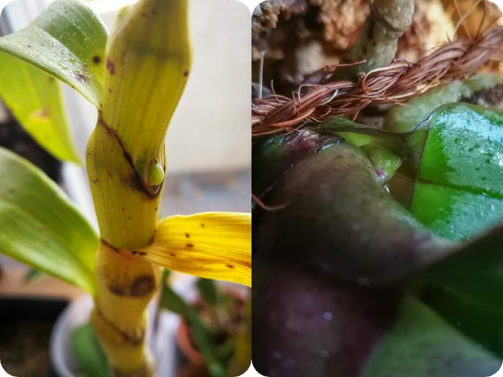 窓辺の画像 by woodAppleさん | 窓辺とPhalaenopsis stuartianaとDendrobium wardianumと着生植物とファレノプシス 原種とPhalaenopsis stuartianaとDendrobium wardianumと着生蘭とテンドロビウム原種