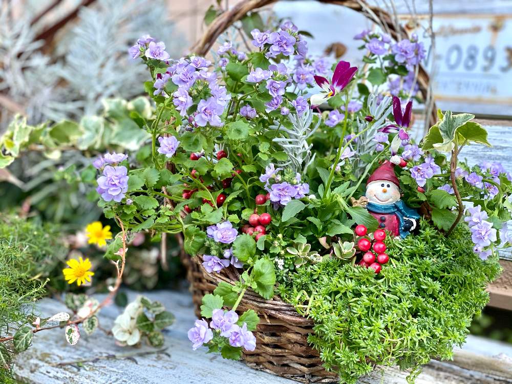 の画像 by ココアさん | 多肉植物と 万両の実と楽しみ♡とおうち園芸と雑貨好き♡と バコパとナチュラルスタイルと花のある暮らしと小花好きといやし♪