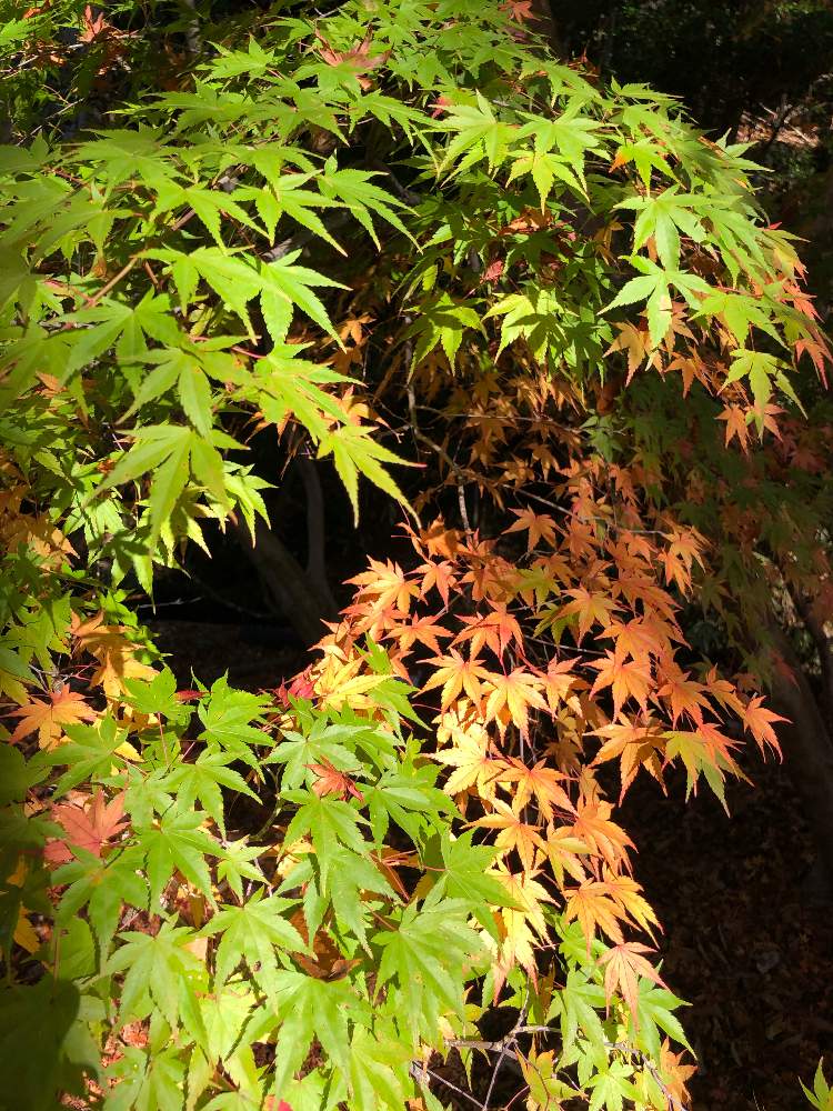 お出かけ先の画像 by ひのきさん | お出かけ先と紅葉フォトコン2020