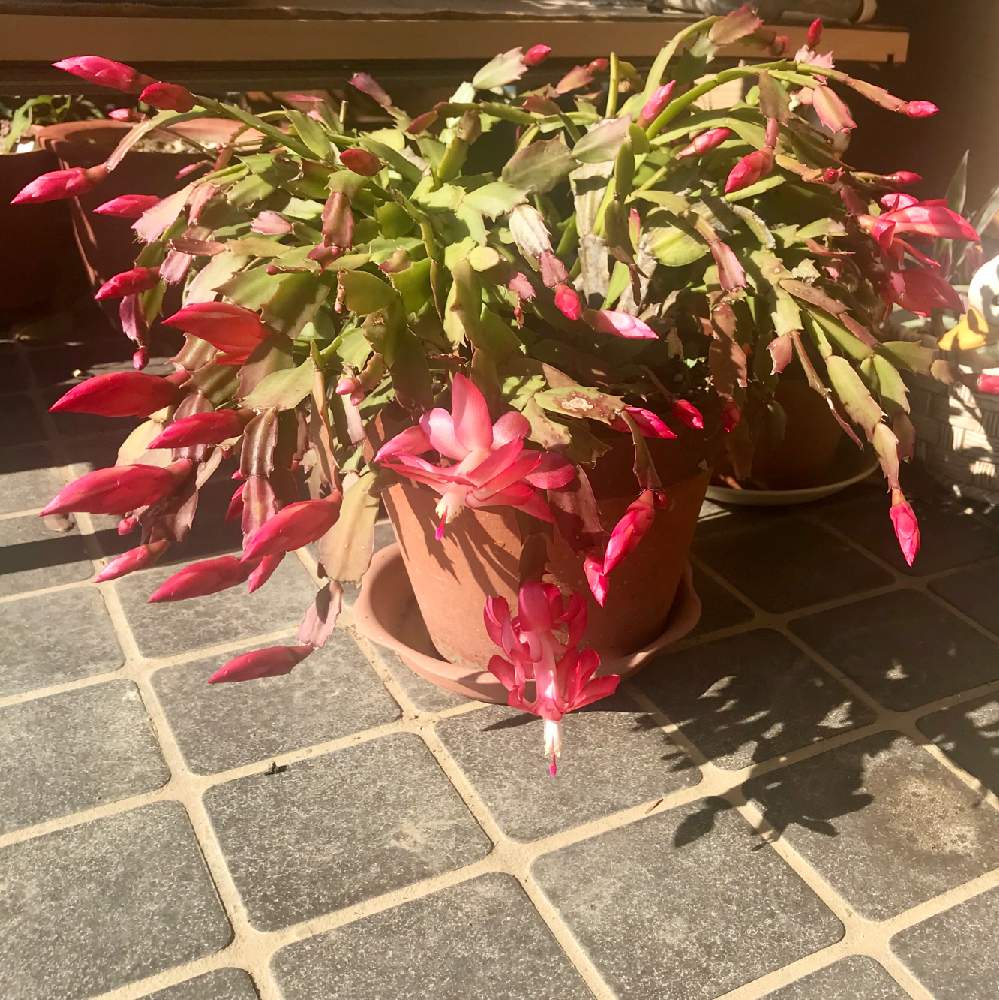 玄関の画像 by アンジュローズ 徳島さん | 玄関とシャコバサボテンと実家の庭と実家の花と田舎の庭と多肉植物とサボテン