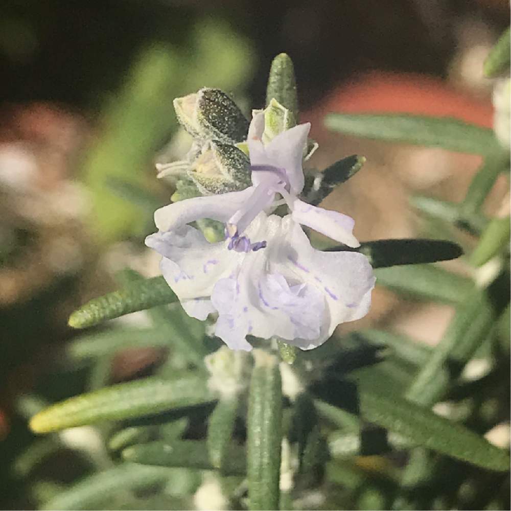 玄関の画像 by アンジュローズ 徳島さん | 玄関とローズマリーと実家の庭と実家の花と田舎の庭