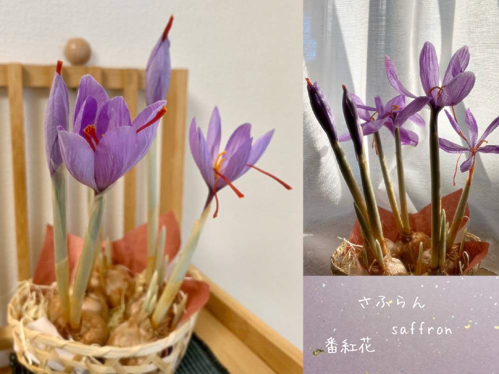 部屋の画像 by 美野美谷さん | 部屋とサフラン!と転がし栽培とサフランの花、