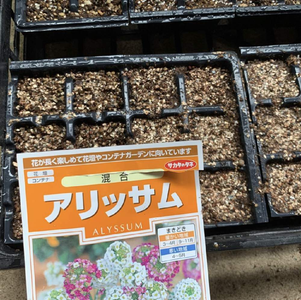 の画像 by もものすけさん | スイートアリッサム とタネと種から育てると初めて育てますとおうち園芸
