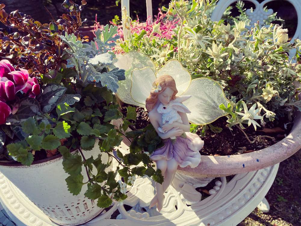 小さな庭の画像 by pagu mamaさん | 小さな庭とシクラメンとバコパとフランネルフラワー天使のウィンクとお花寄せ植えと花が好き❤とエンジェル祭りと季節の寄せ植え2020と1,000万枚突破と多肉鉢植え苗ケース希望