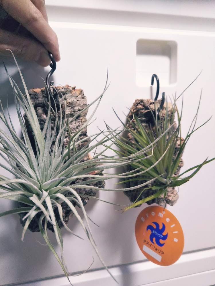 窓辺の画像 by KELO-GUさん | 窓辺と着生植物とテヌイフォリア☆と観葉植物と植物のある暮らしとGS映えとひやみかち首里城!とおうち園芸と植中毒と珍奇植物と植物に男前なんてないとエアープランツ コットンキャンディとエアープランツ/チランジア
