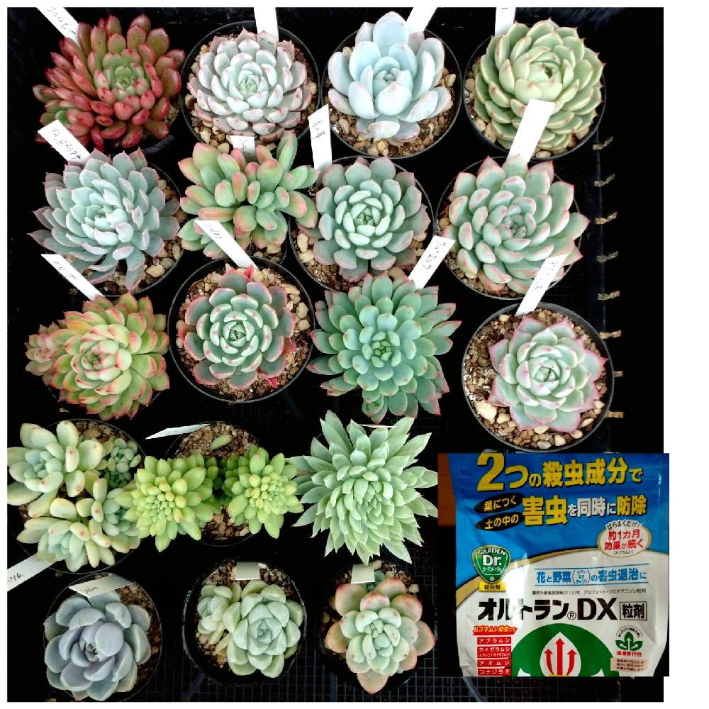 玄関の画像 by かくれんぼさん | 玄関と#多肉植物と自然界の色と植物の力と植物が人を繋ぐと✨飯塚農園✨とおうち園芸と愛猫家と我が家の花壇と青のオルトランと心のゆとりとガーデニングと多肉寄せ植えと多肉初心者