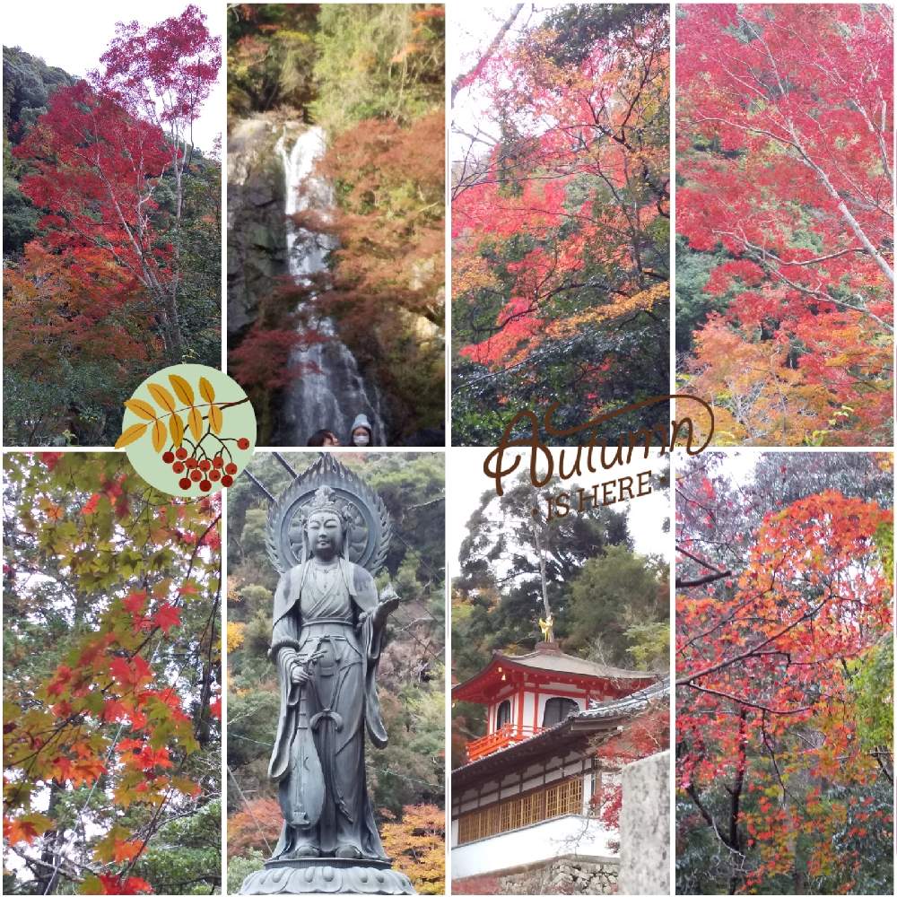お出かけ先の画像 by じゅんさん | お出かけ先と紅葉フォトコン2020と箕面市とコロナに負けるな!といやし♡と紅葉(こうよう)と医療関係者に感謝‼️と自然の美と頑張ろう日本❣️と頑張れ❗️日本