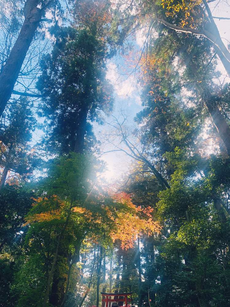 お出かけ先の画像 by ichirensoo.♡さん | お出かけ先とキレイなと自然と屋外と好き♡と紅葉(こうよう)と新鮮と毎年恒例と緑色
